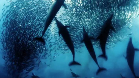 Oceans: Video.js 데모 영상